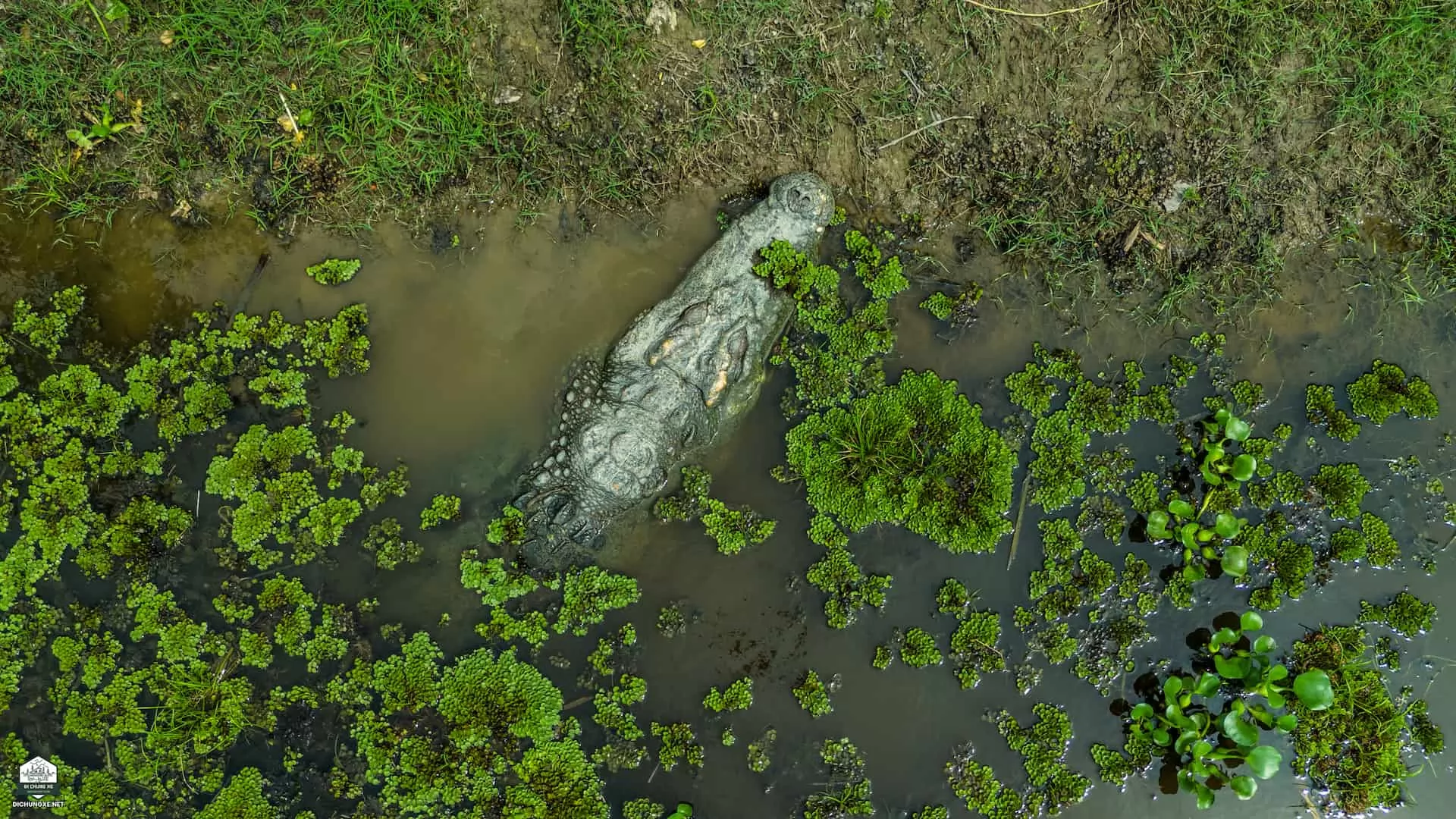 Bàu Sấu - Khu Ramsar ngập nước (VQG Cát Tiên)