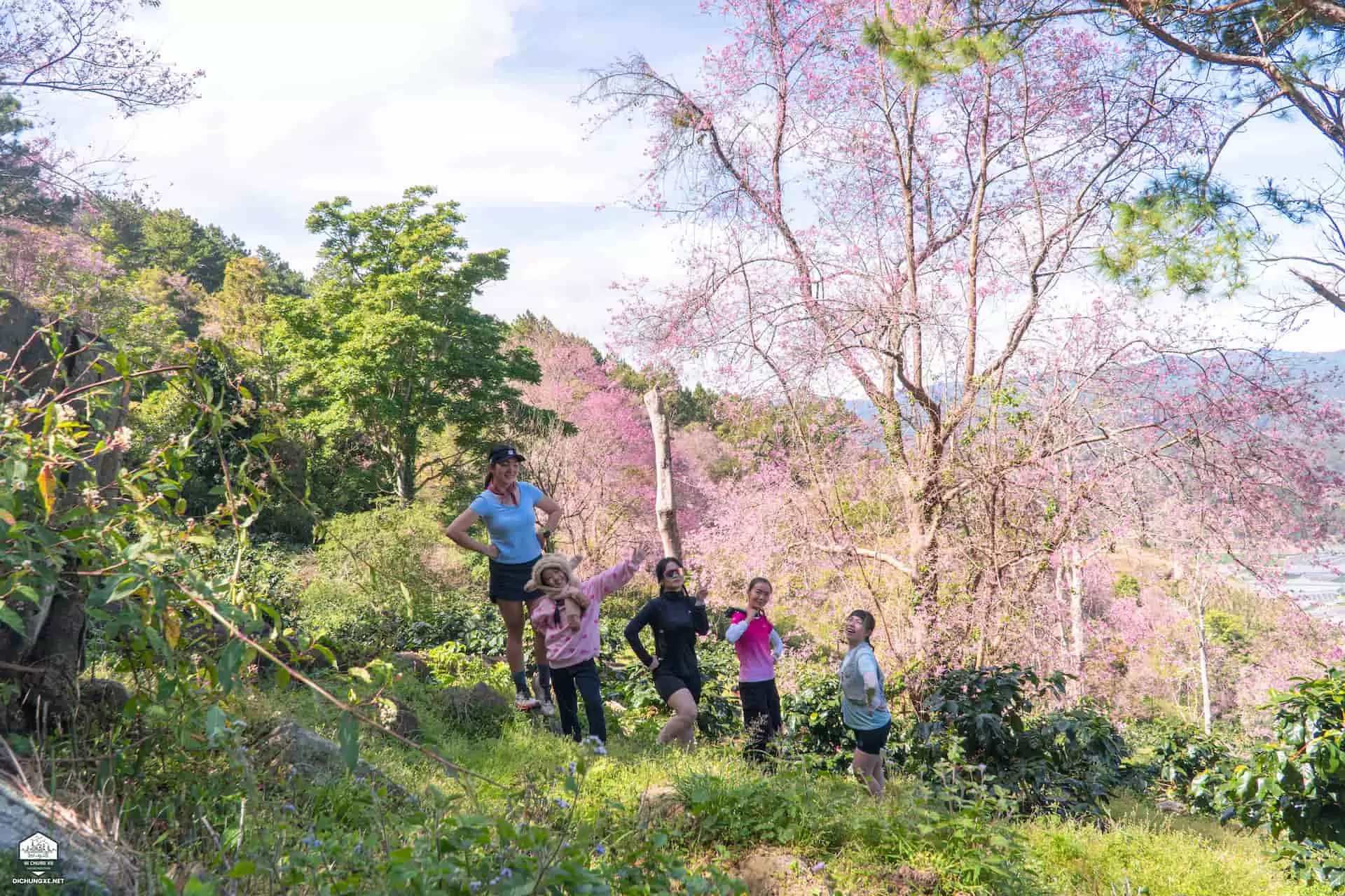 Mộng Đào Nguyên - Rừng mai anh đào Đà Lạt