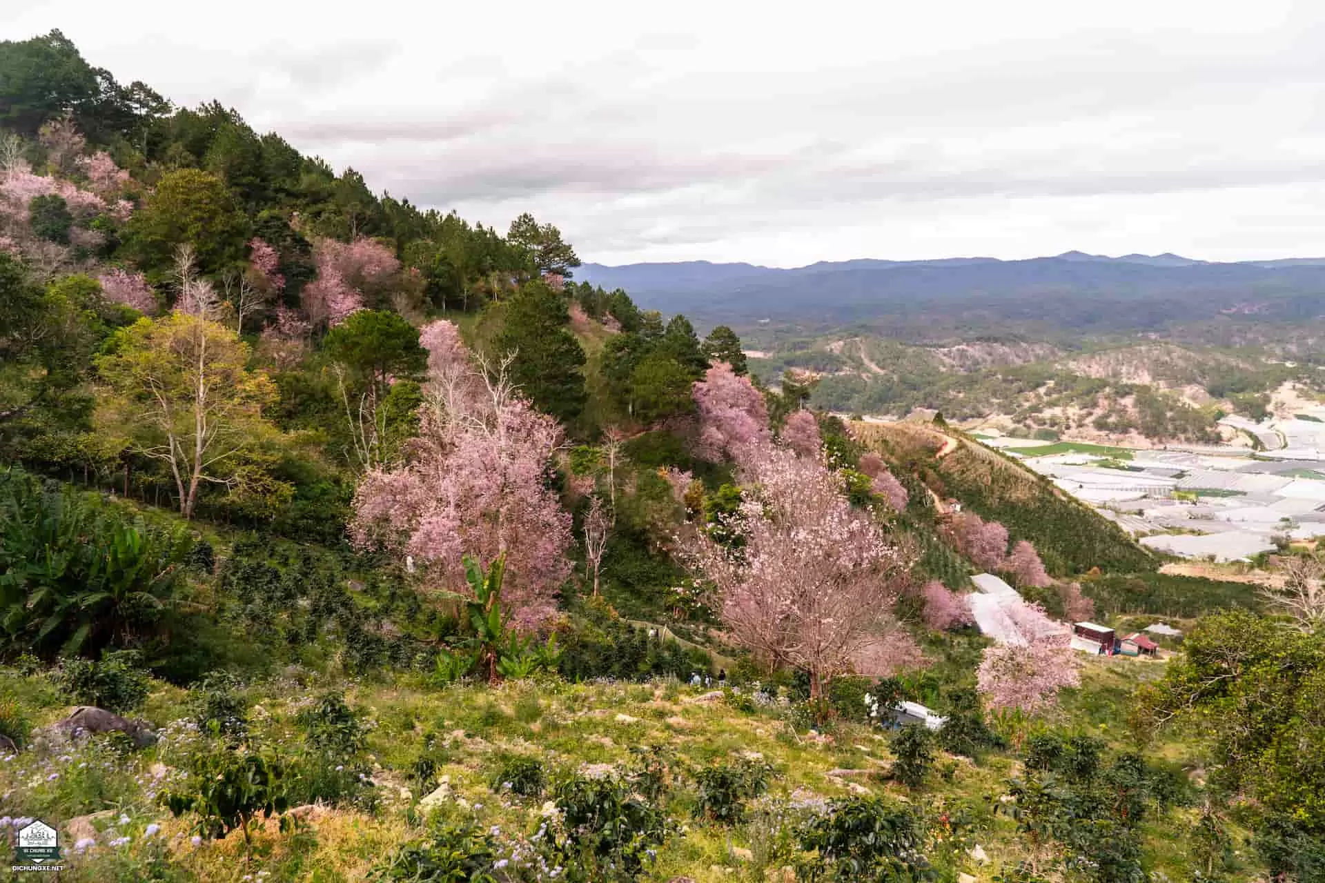 Mộng Đào Nguyên - Rừng mai anh đào Đà Lạt